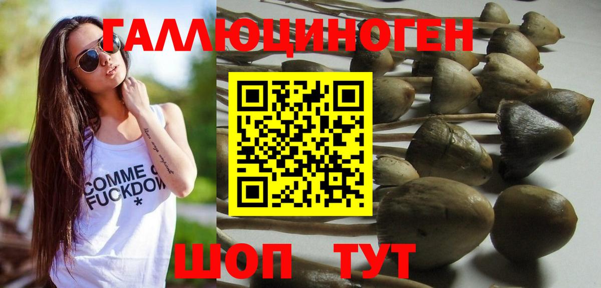 Галлюциногенные грибы Psilocybine cubensis Белогорск